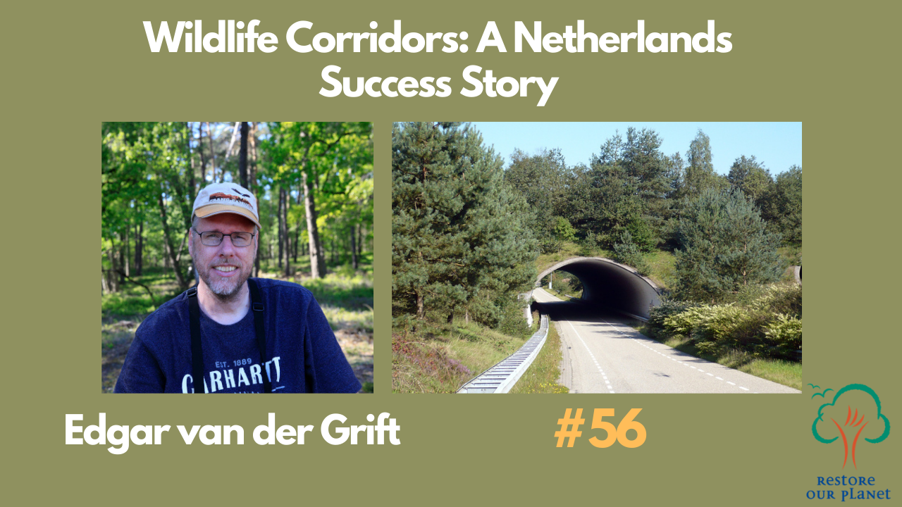  Restore Our Planet Podcast #56 Wildlife Corridors: A Netherlands Success Story 