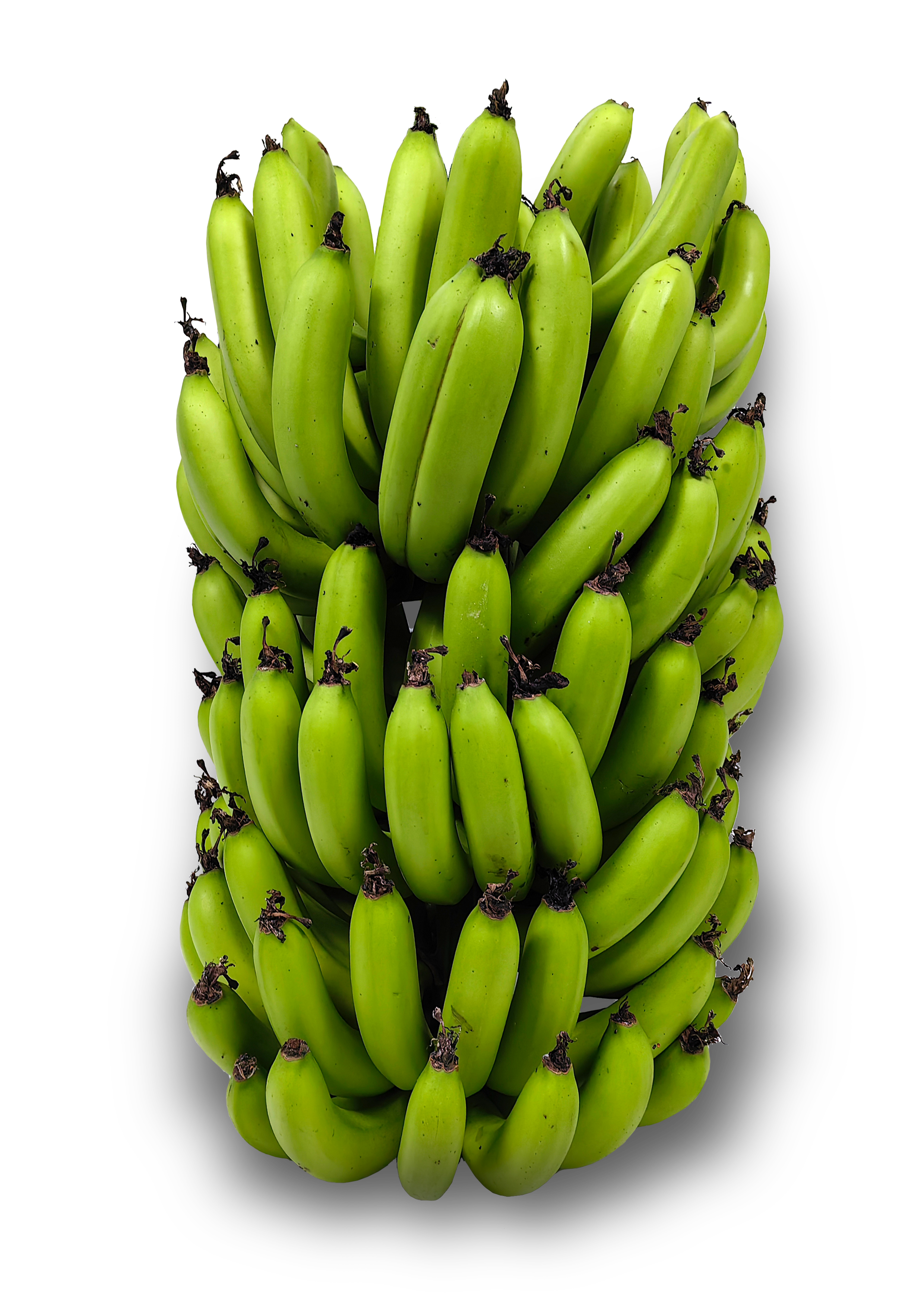 The triploid cultivated banana genome