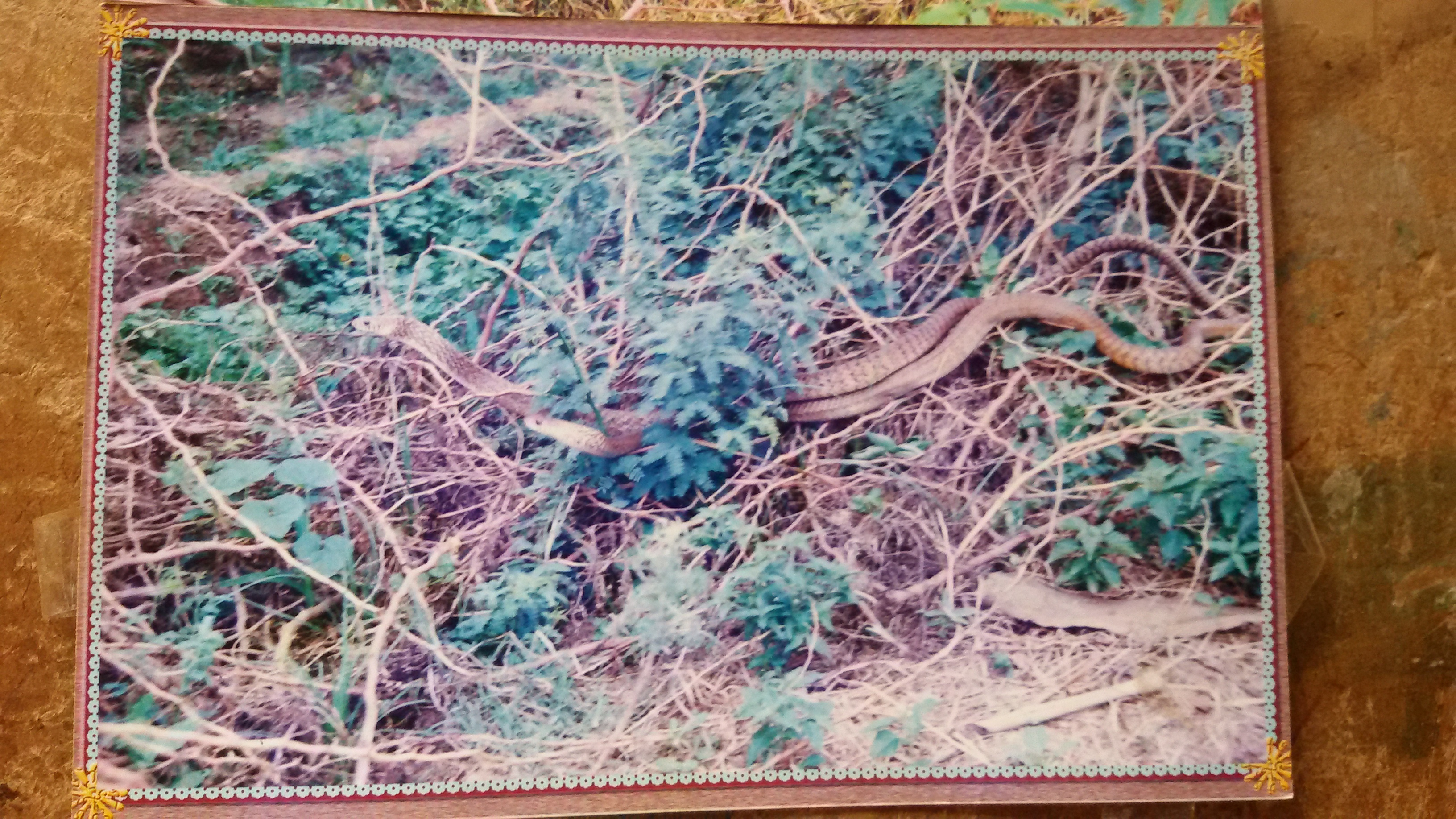 Snakes chellta