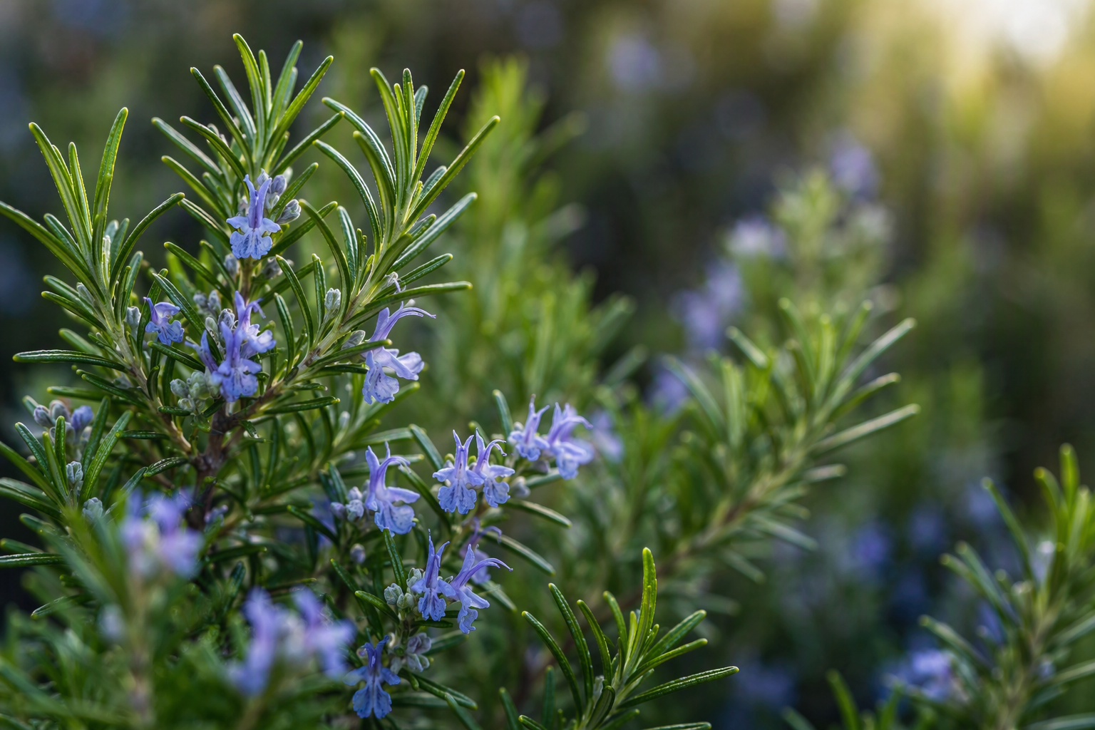 When Nanomaterials Meet Medicinal Plants: Evidence from Rosemary