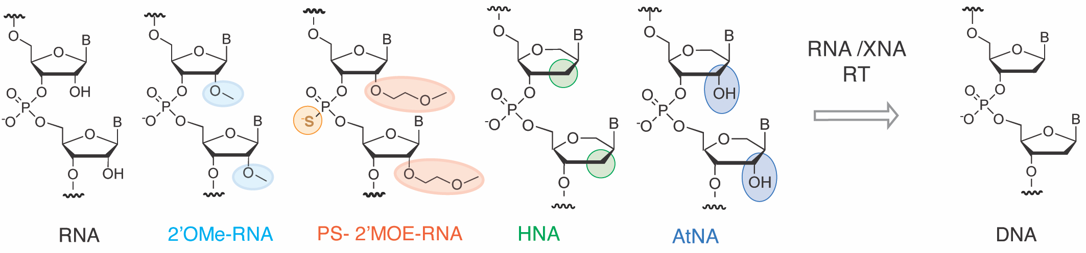A new route to reverse transcriptases 