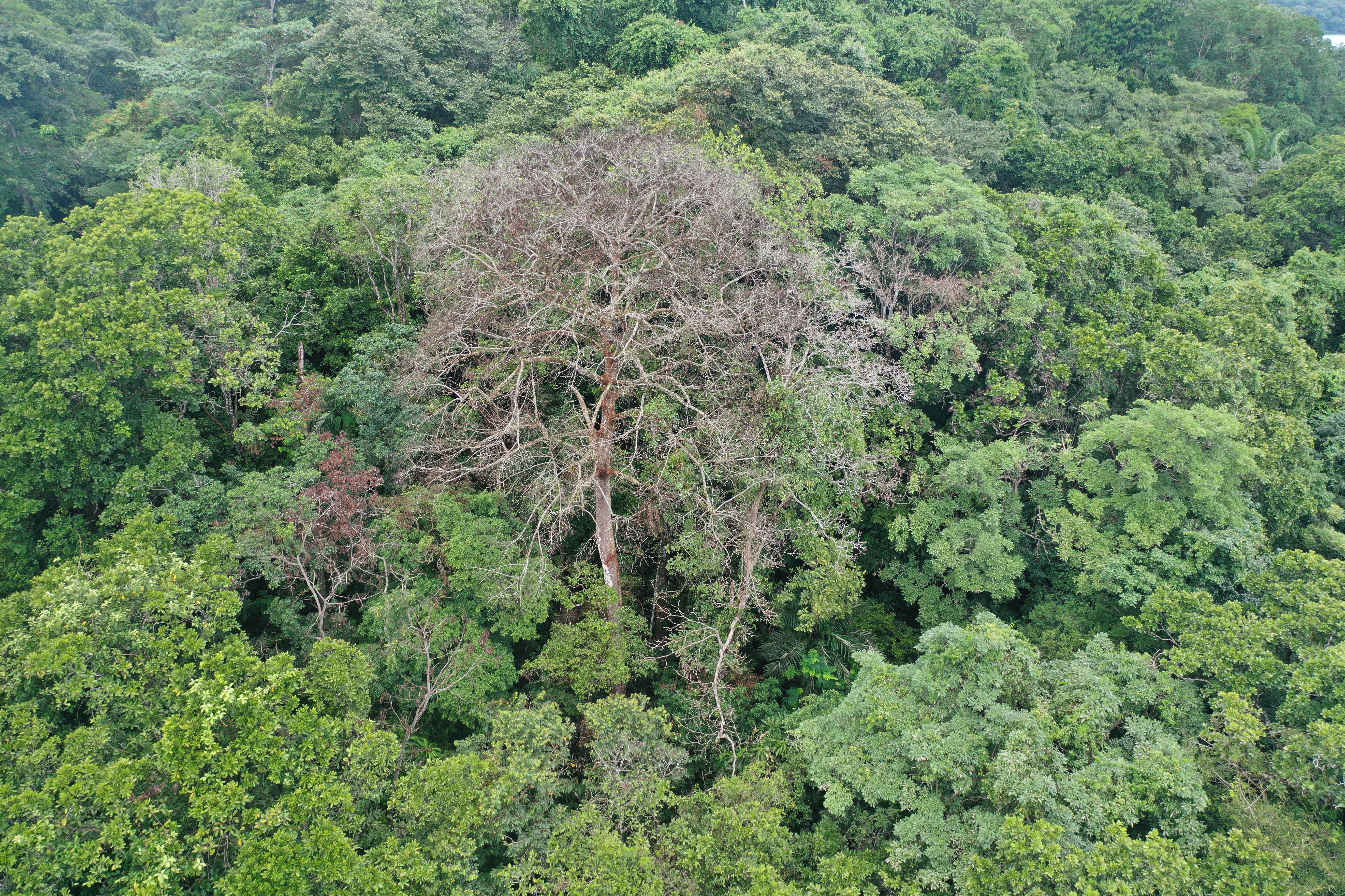 What kills the largest trees in tropical forests?