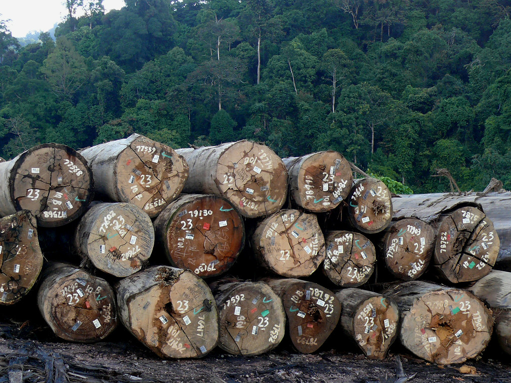 Tropical forest loss and the global land rush