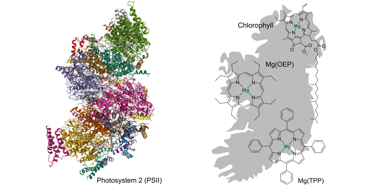 Research Outline: Taking a Sneak Peek at Nature's Chemistry Notes on Photosynthesis