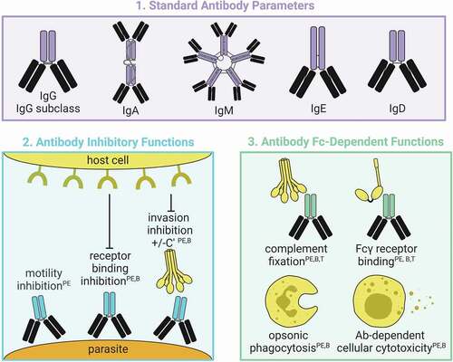 Profiling immune functions to advance malaria vaccines