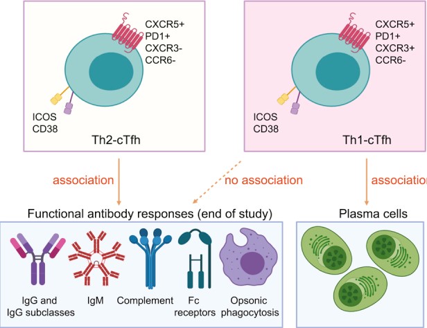 Maximizing efficacy of malaria vaccines - How to induce functional antibodies that protect against malaria?