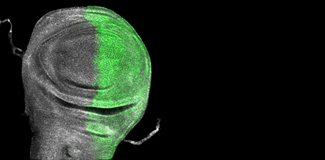 Highlights from FEBS Letters - February