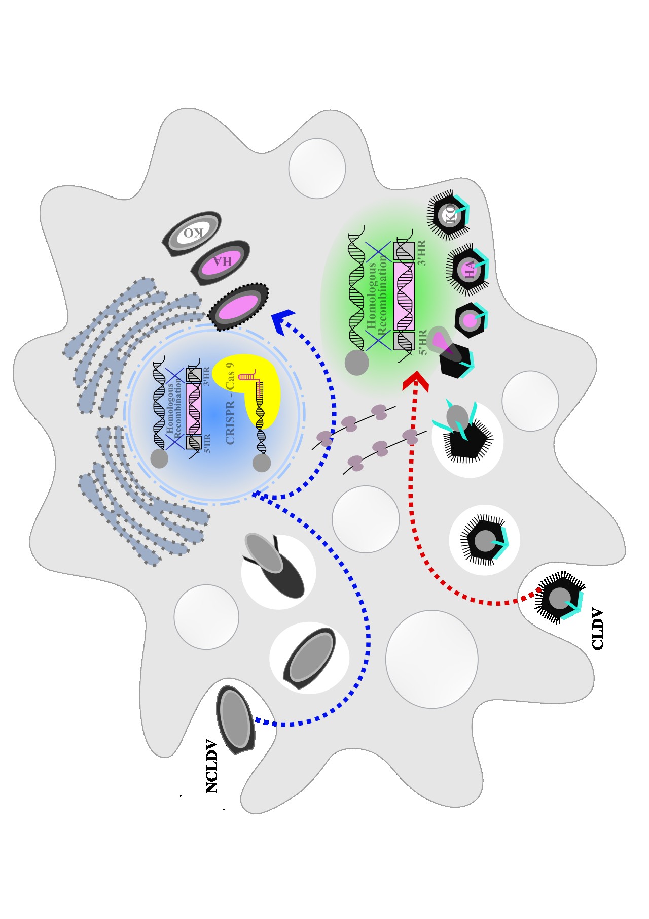 Genetic manipulation of giant viruses and their host, Acanthamoeba castellanii.
