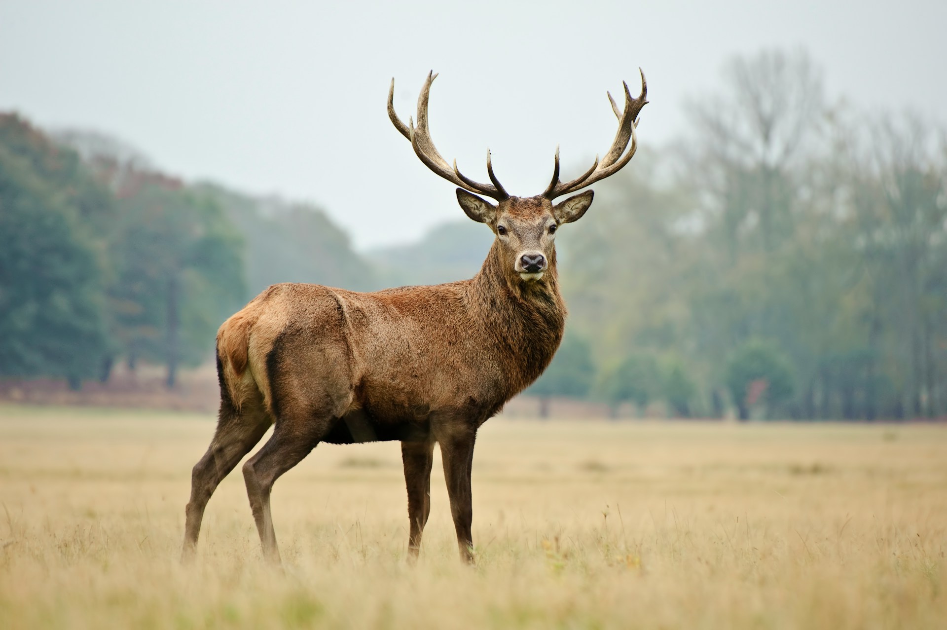 Webinar | Rewilding Project Planning Masterclass