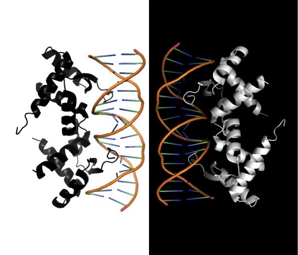 Transcription factors for hire: How bacteria and their viruses repress CRISPR-Cas immunity