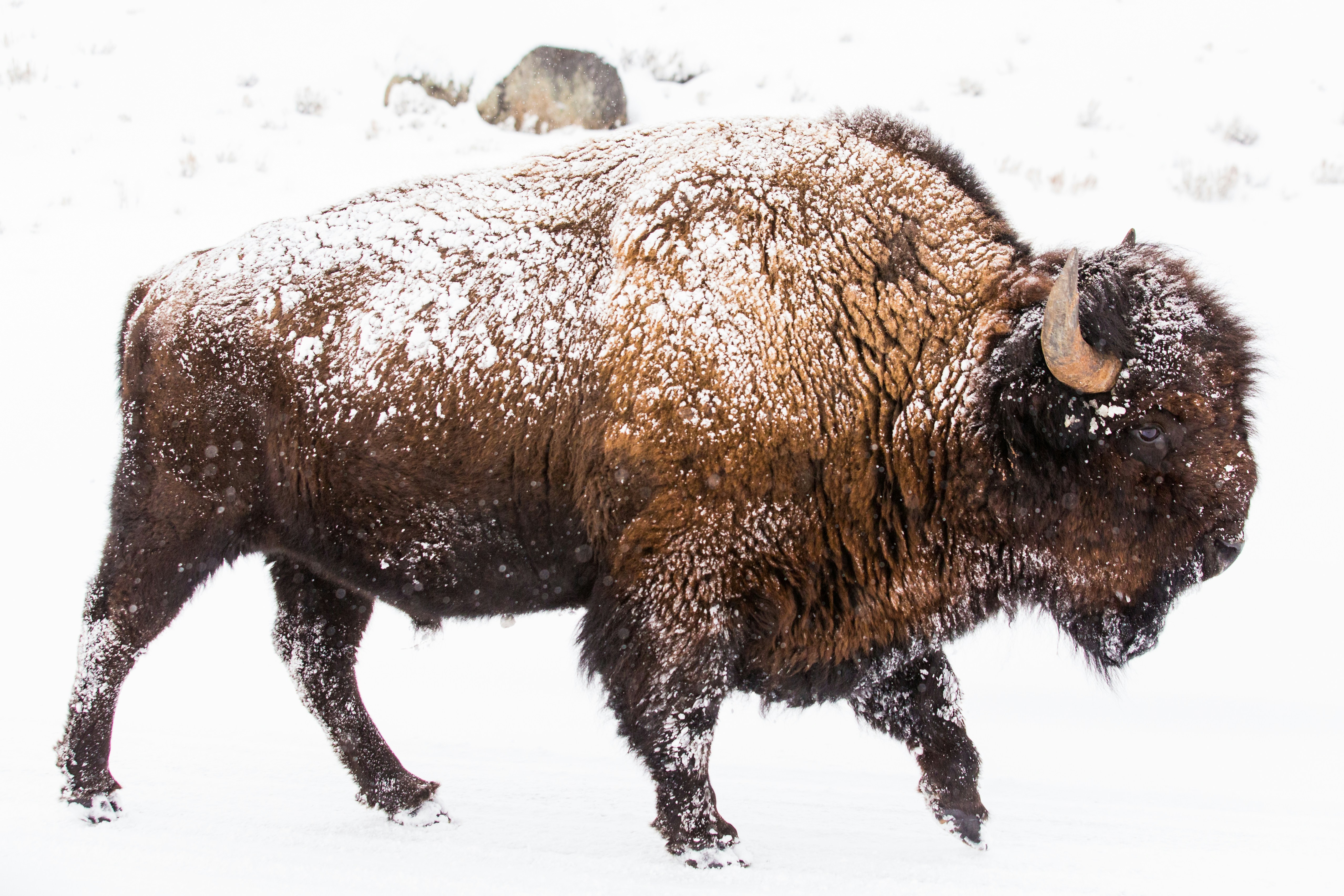 Rewilding in Practice (ebook)