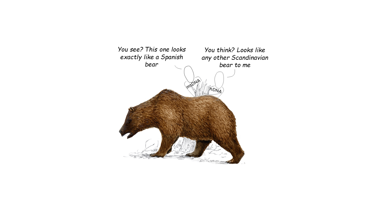 Blind men and a brown bear