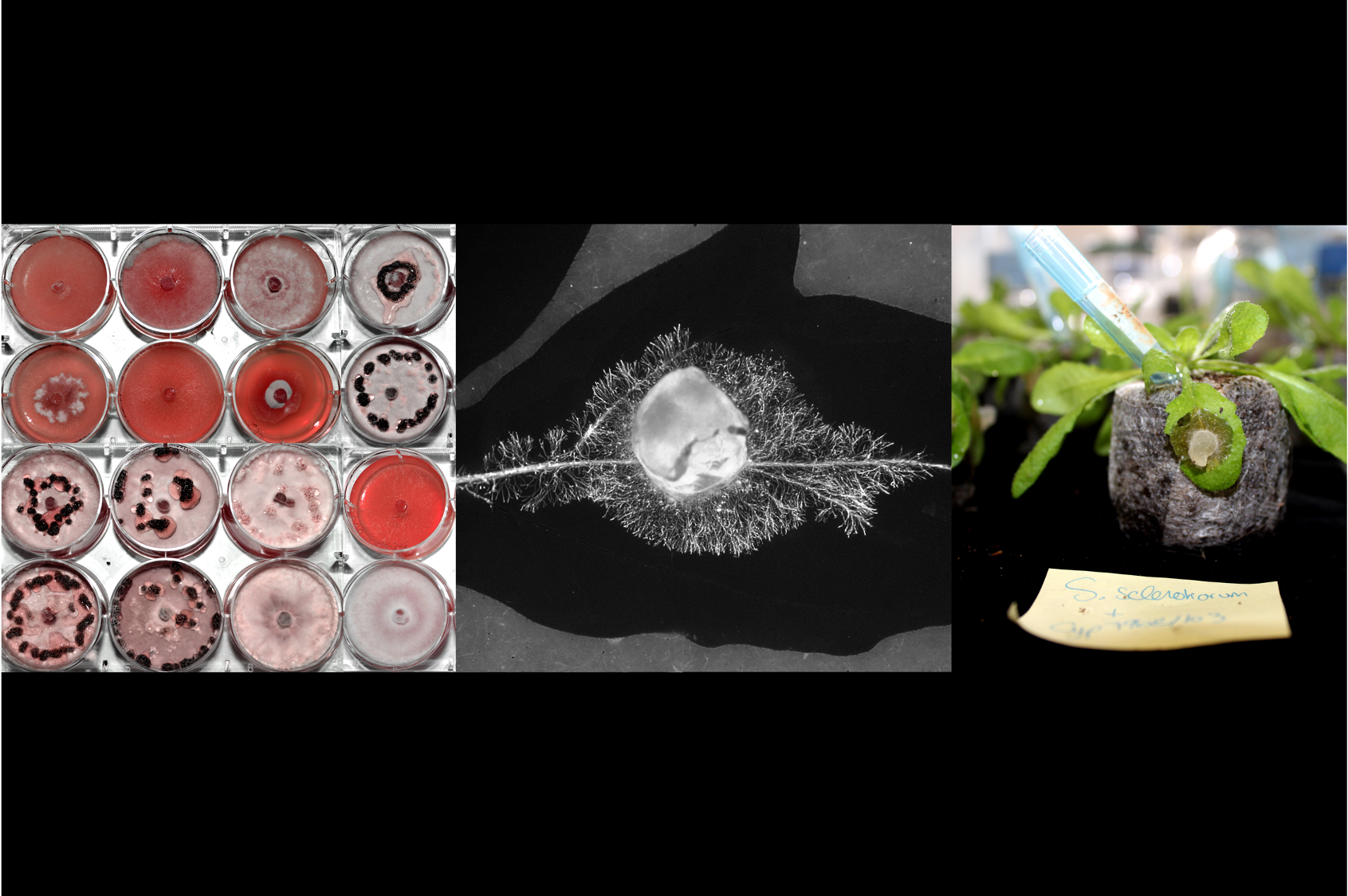 How do some pathogens infect hundreds of plants?