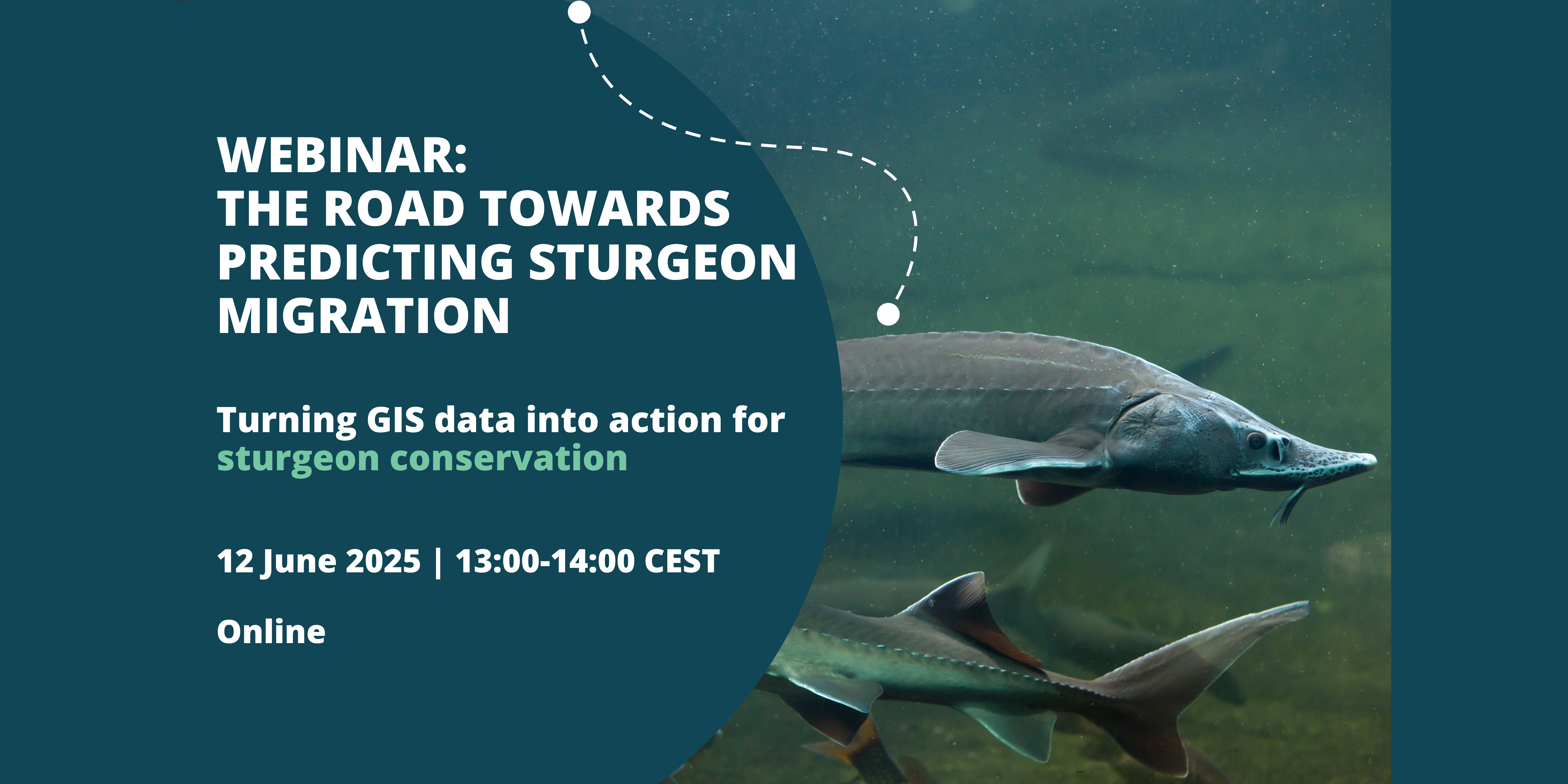 Free webinar: The Road Towards Predicting Sturgeon Migration