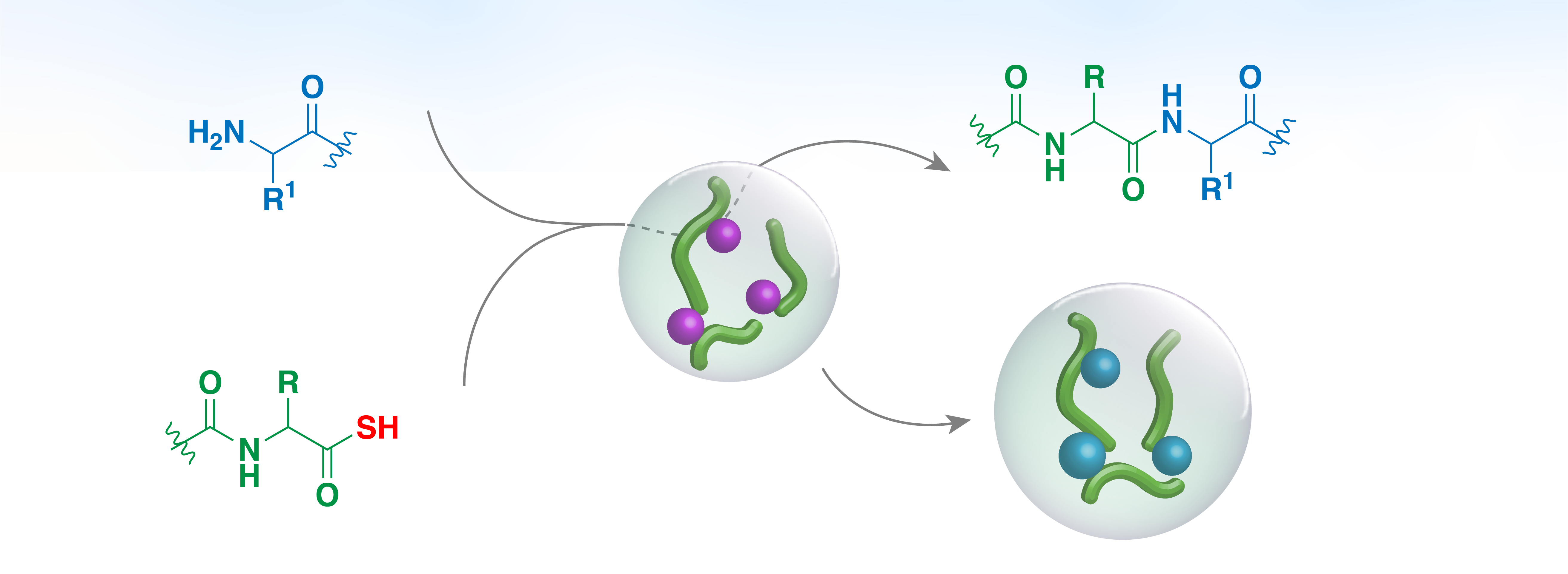 Peptide bond formation in organic-inorganic condensates