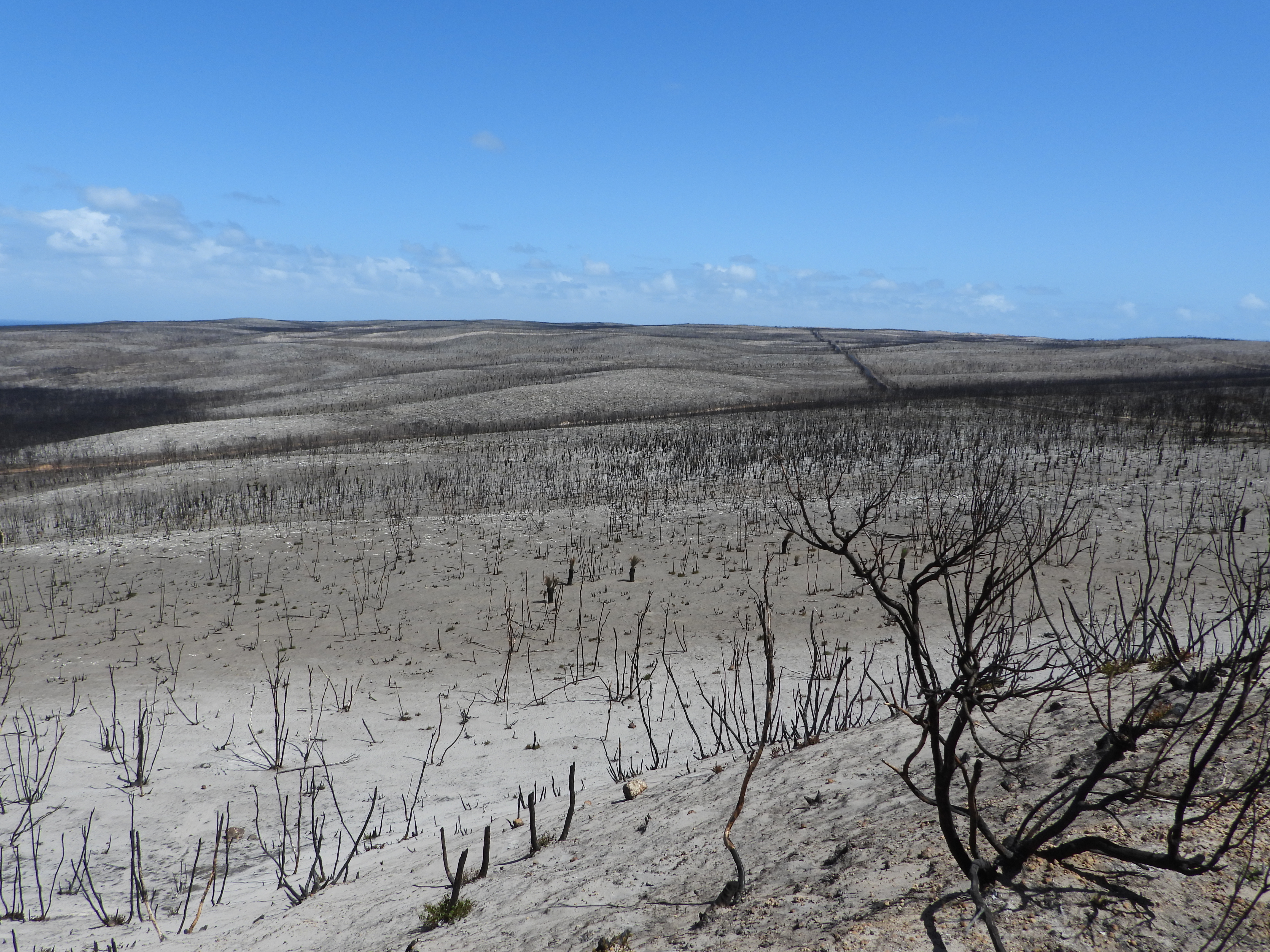 Charcoal in the fossil record