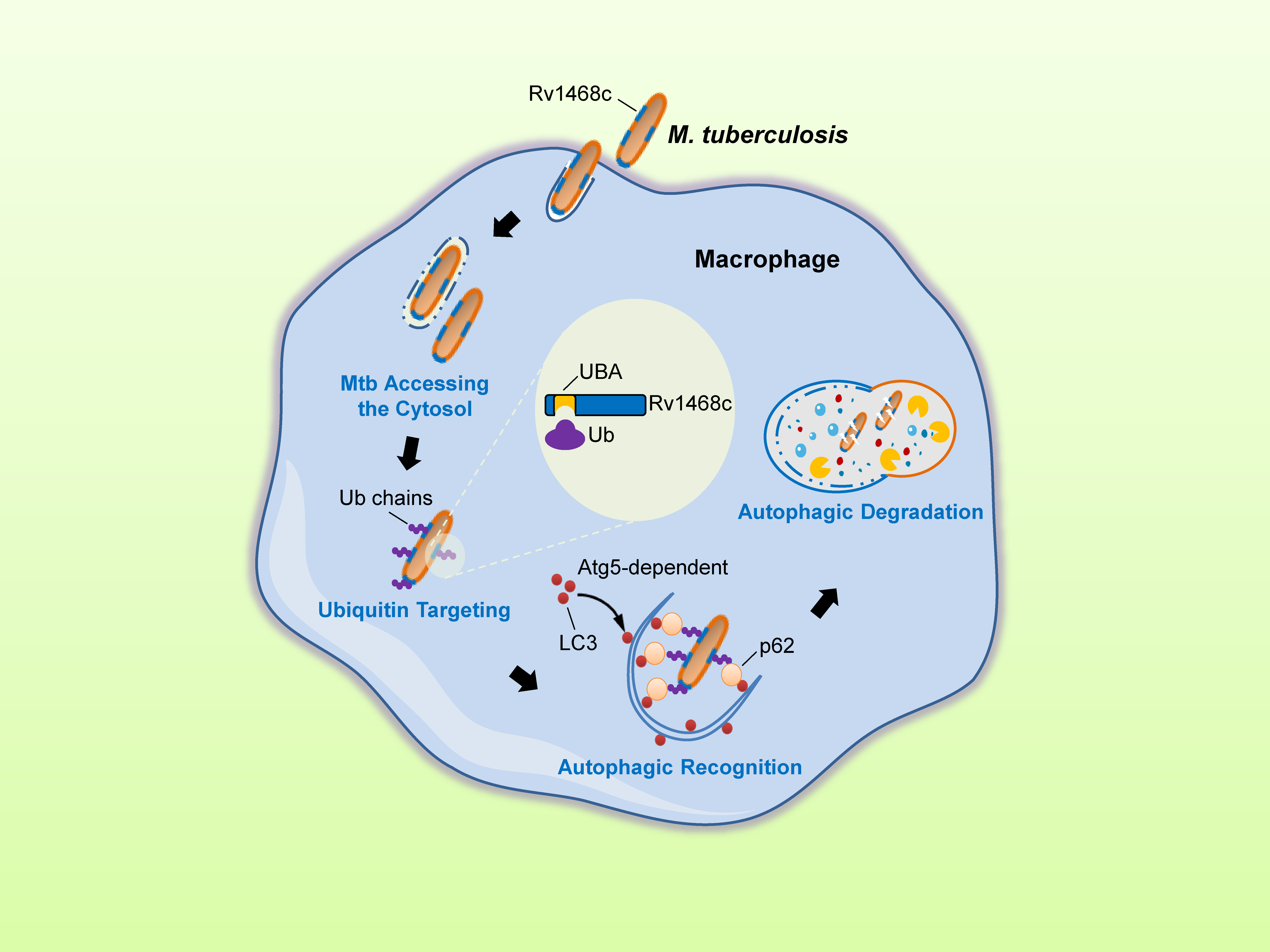 A mycobacterial surface protein recruits host ubiquitin to trigger xenophagy