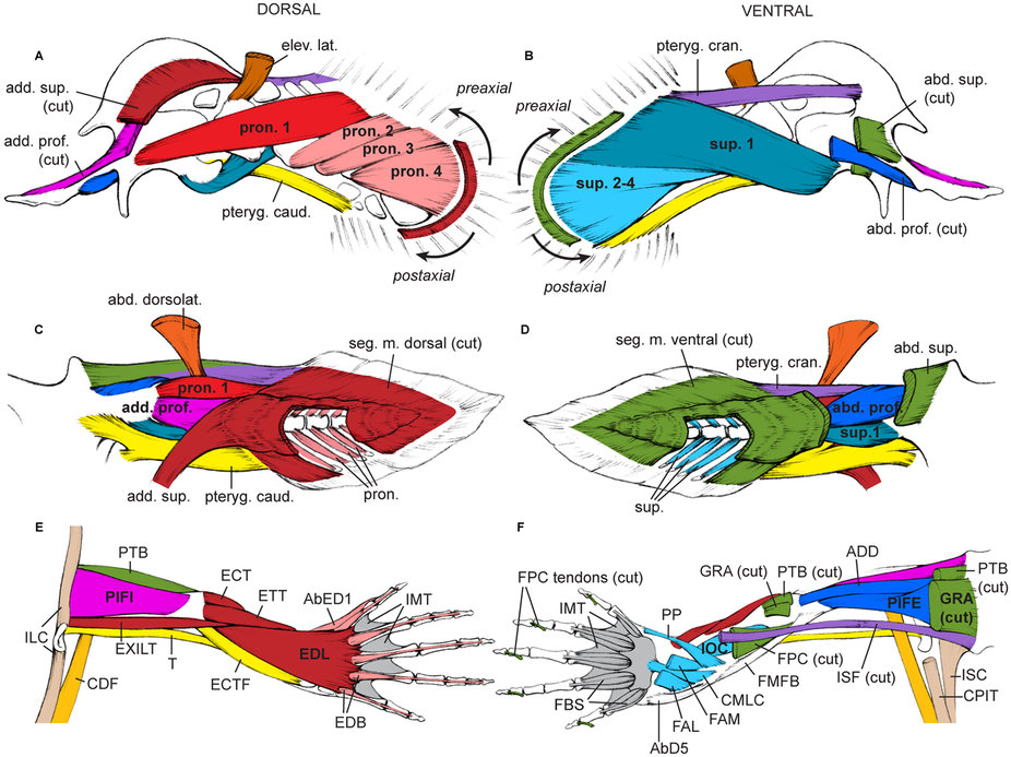 Tetrapod musculoskeletal limb phenotype emerged in fishes