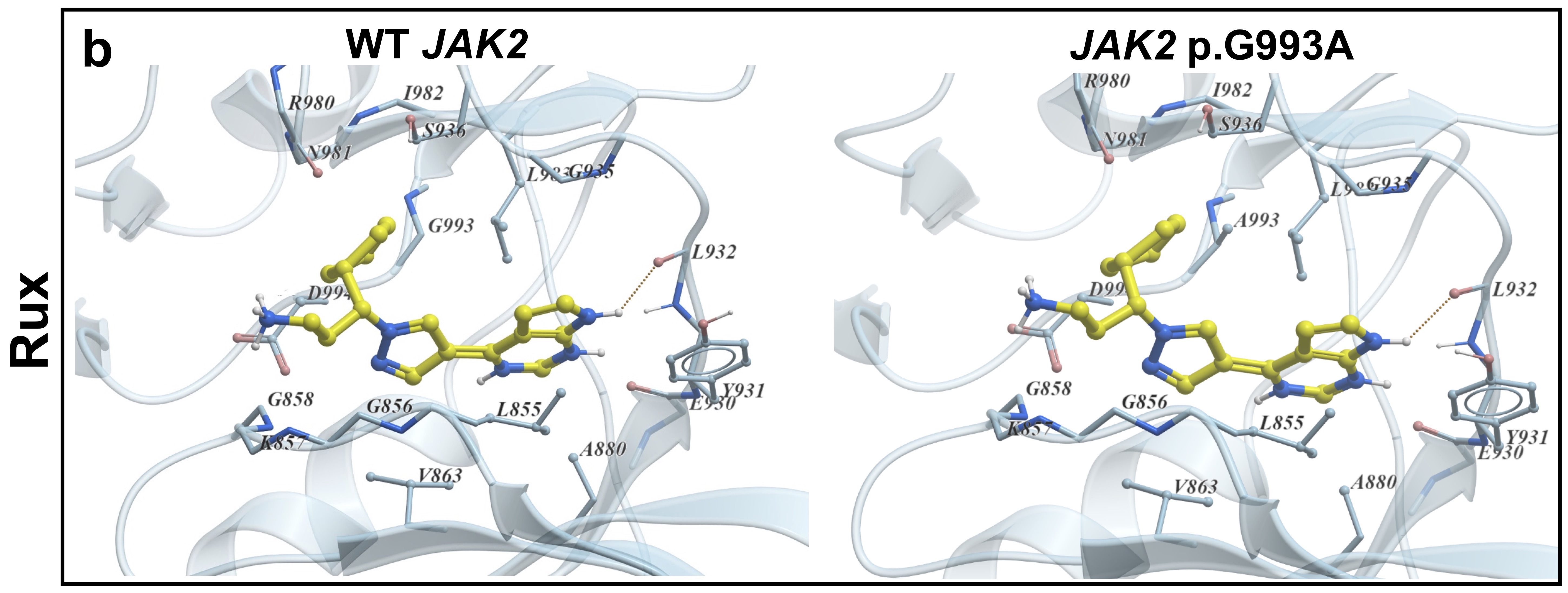 Acquired resistance to JAK2 inhibitors in JAK2-rearranged acute lymphoblastic leukemia