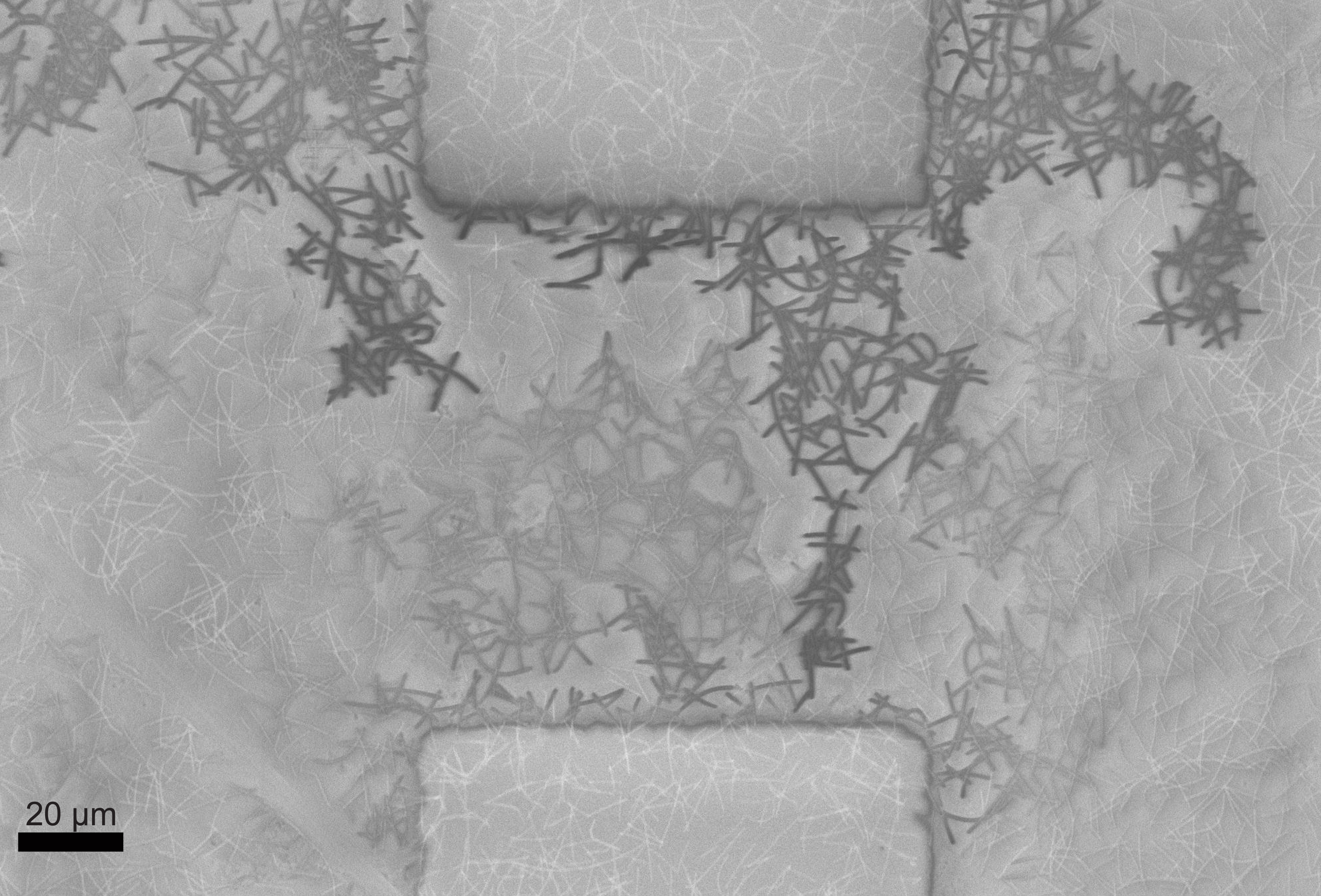 Emergence of Winner-takes-all Connectivity Paths in Random Nanowire Networks
