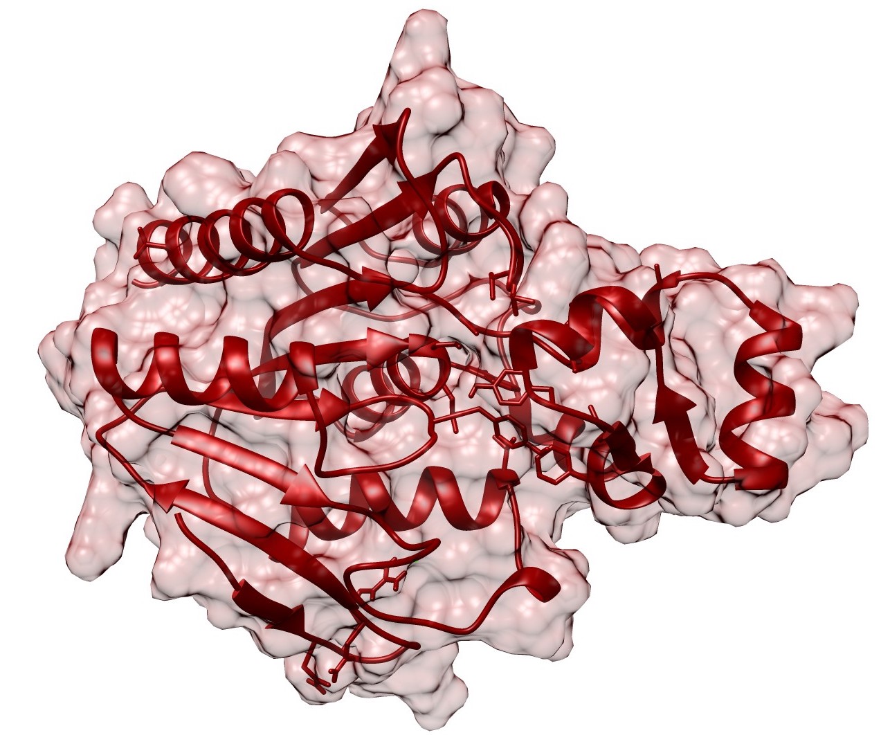 Chemical biology approaches lead to discovery of a new protein lipidation regulatory enzyme