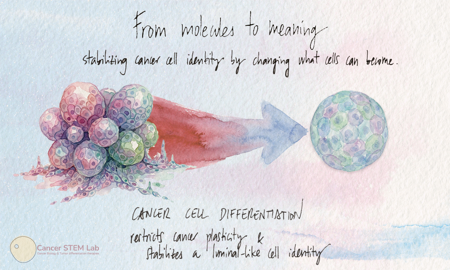 Stabilizing cancer cell identity by changing what cells can become