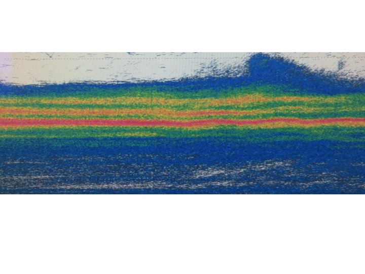Carbon sequestration fueled by a ladder of vertical migration in the ocean
