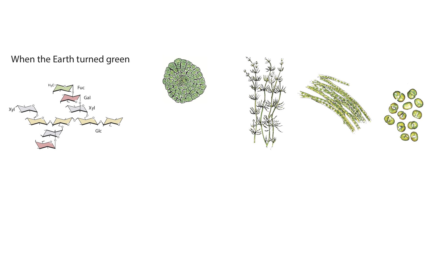 Ancient origin of fucosylated xyloglucan in charophycean green algae