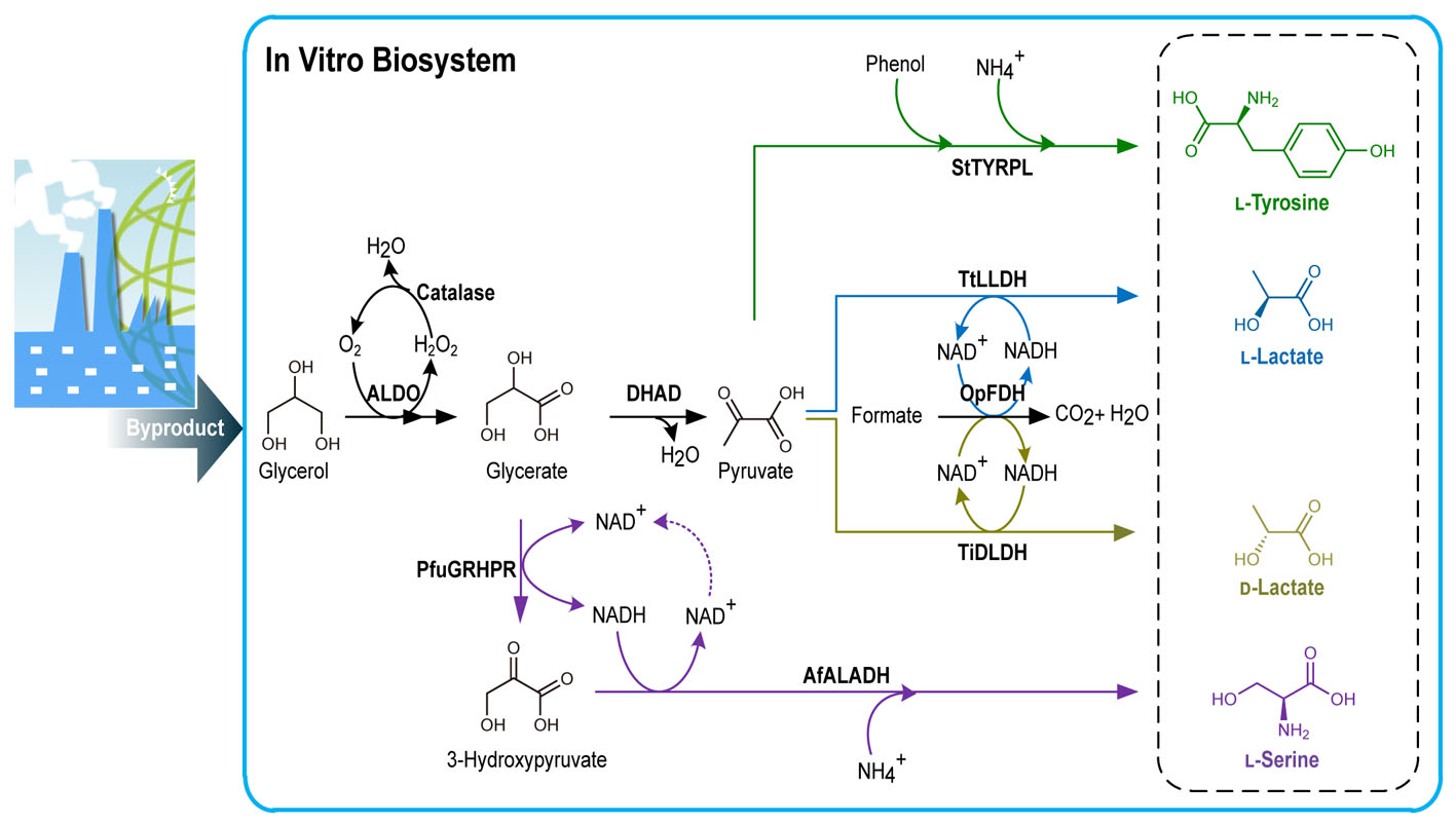 Production of Value-Added Chemicals from Glycerol Using In Vitro Enzymatic Cascades