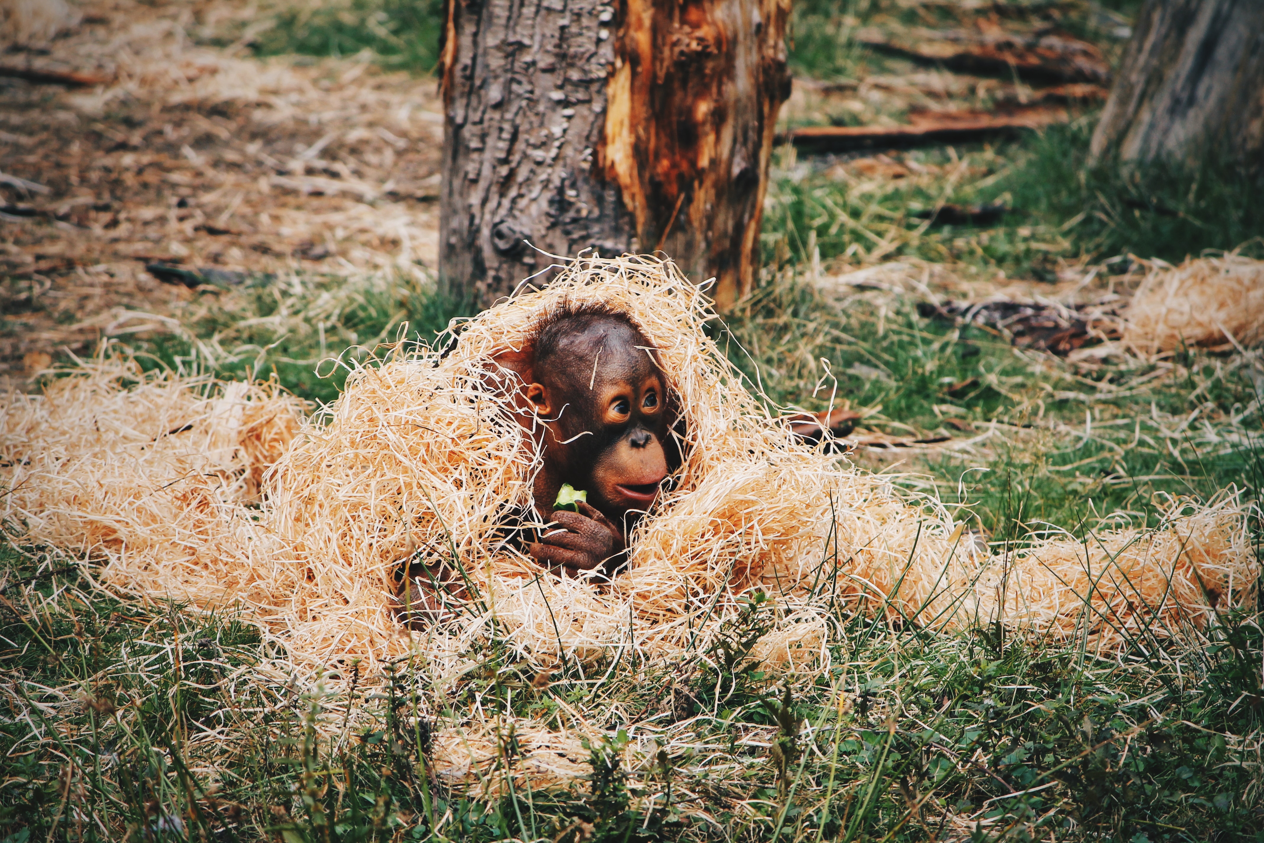 Looking for General Manager - Orangutan Haven 