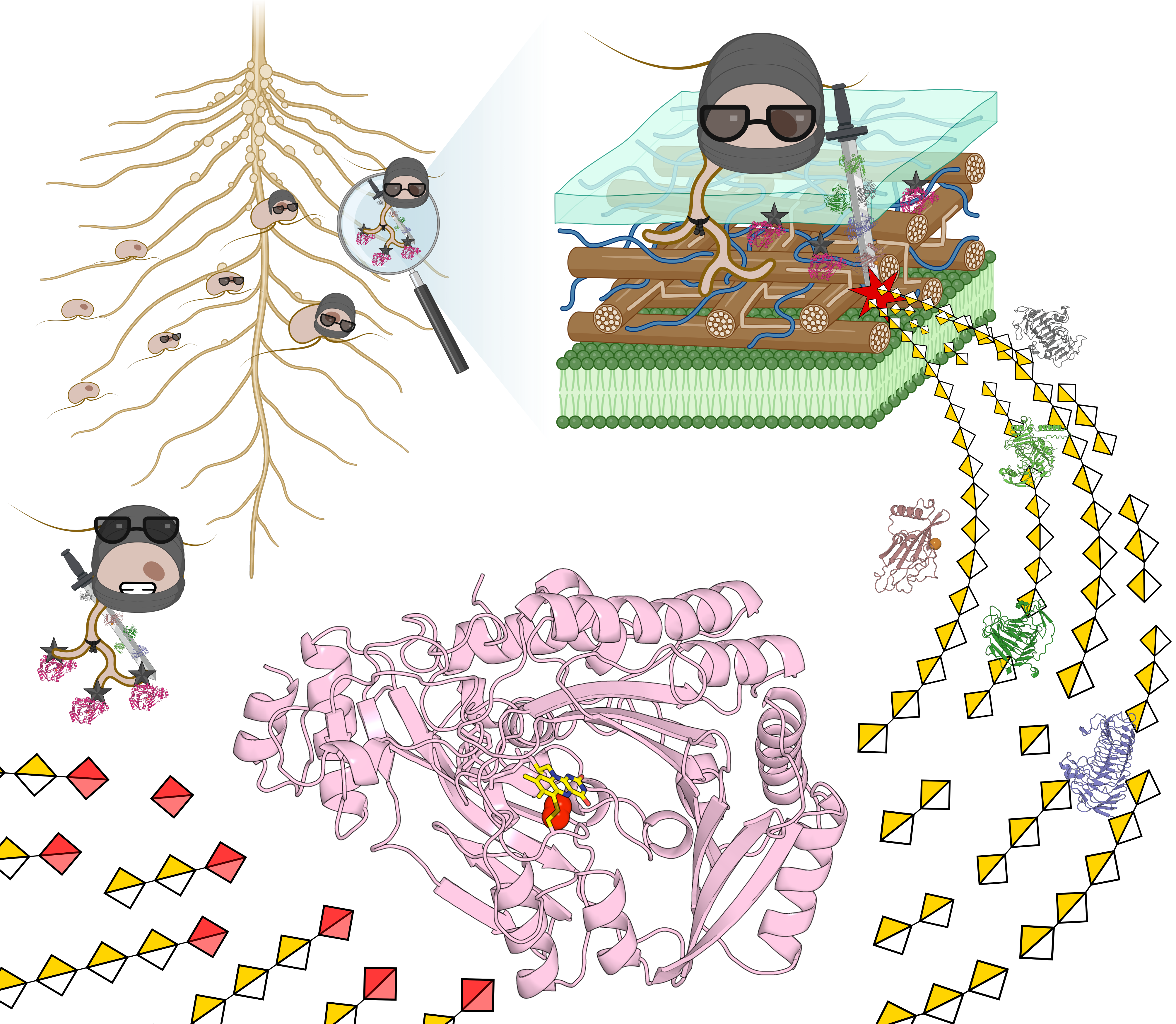 A Secret Weapon in Plant Infection: How Oomycetes Use Carbohydrate Oxidation to Evade Plant Immunity