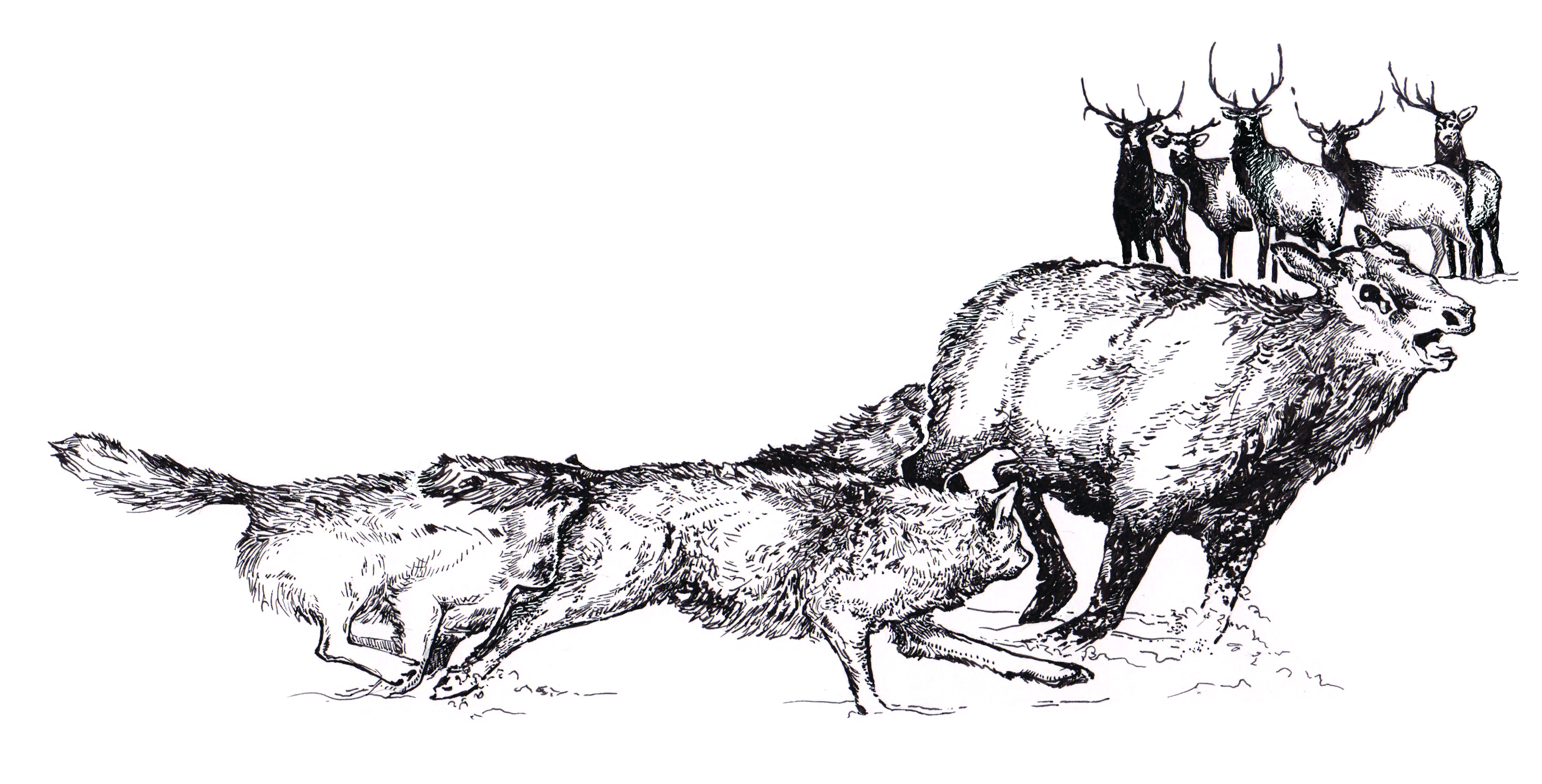 Wolves, bull elk, and the cost of shedding antlers